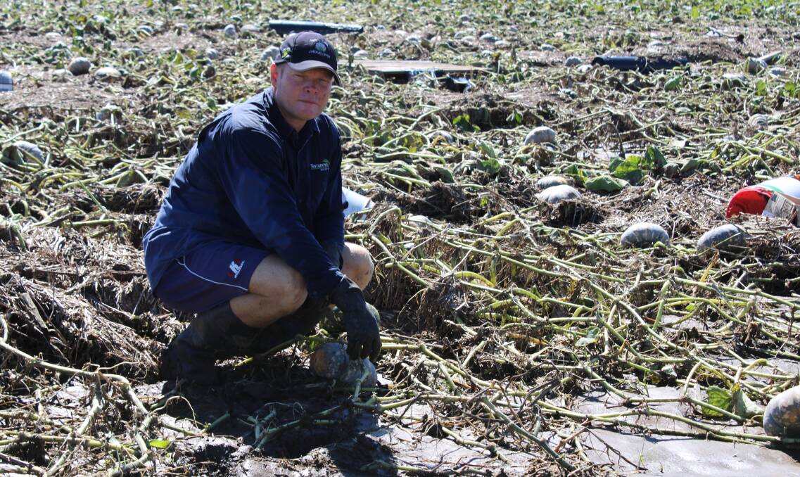SMASHED: President of the Lockyer Valley Growers Group, Michael Sippel, inspects a crop of smash pumpkins at Crowley Vale. Photo: Helen Walker