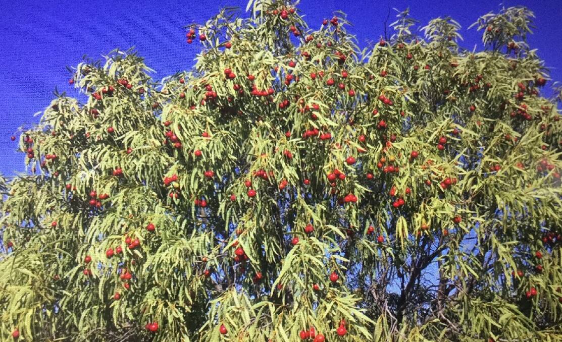 Quandong tree in fruit. Picture supplied.