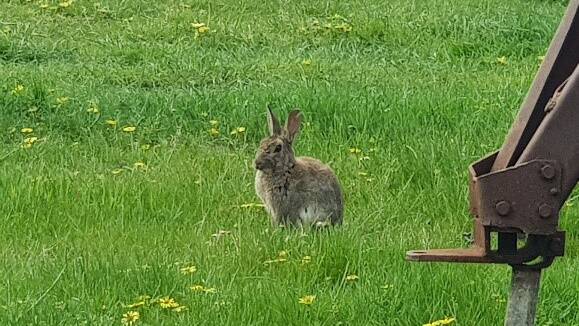 PEST: A feral European rabbit in a field on the lower Eyre Peninsula. PHOTO: Ben Tucker.