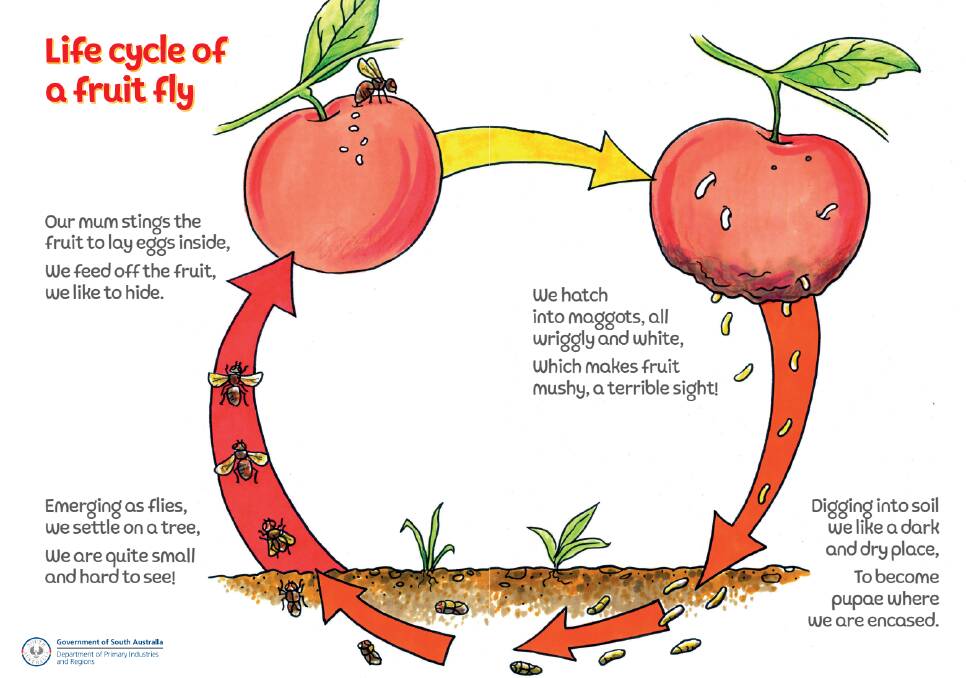 VISUAL: Classroom literature shows the life cycle of a fruit fly. Photo: PIRSA