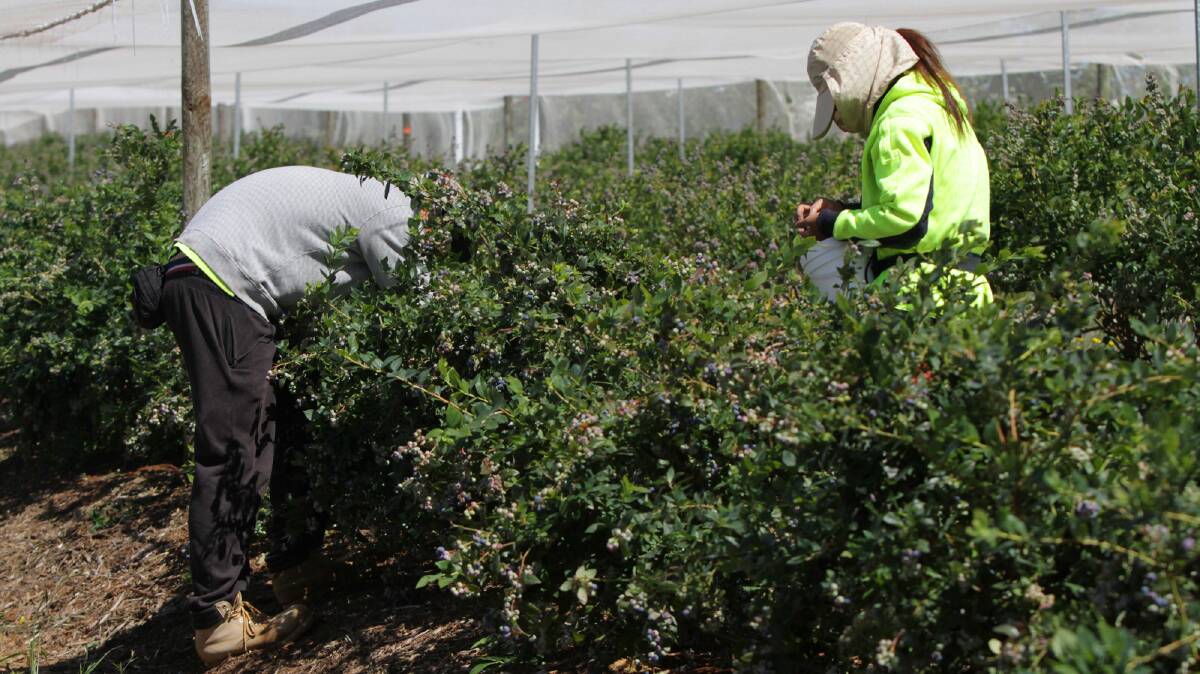 WORKING: Pickers at Costa's Sulphur Creek farm, where an outbreak of blueberry rust occurred in 2016. 