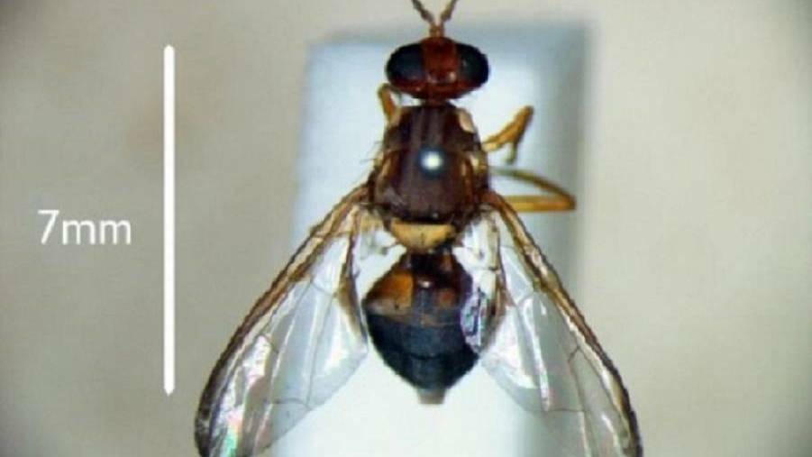 ‘No impact to growers’ after Tasmanian fruit fly larvae detection