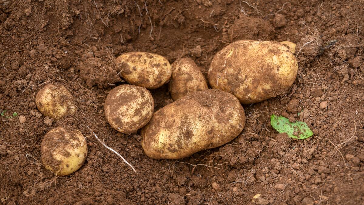Supermarkets show colours on potato imports