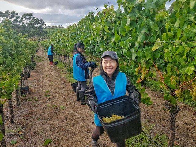 BUSY: The Margaret River wine industry relies on a mix of local and foreign workers at peak times throughout the season. Photo: Labour Solutions