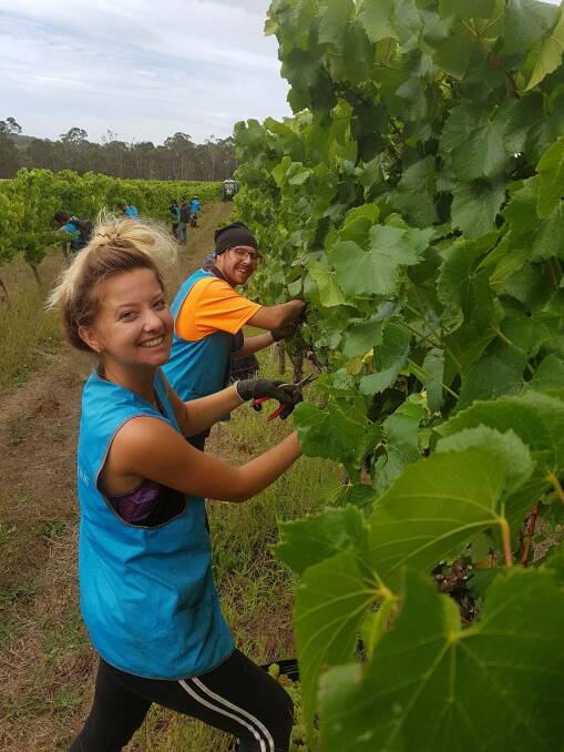 ON TASK: The Margaret River wine industry relies on a mix of local and foreign workers at peak times throughout the season. Photo: Labour Solutions