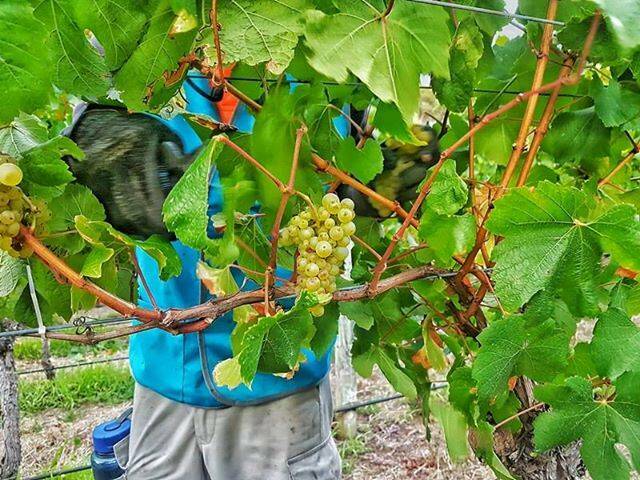 MIX: The Margaret River wine industry relies on a mix of local and foreign workers at peak times throughout the season. Photo: Labour Solutions