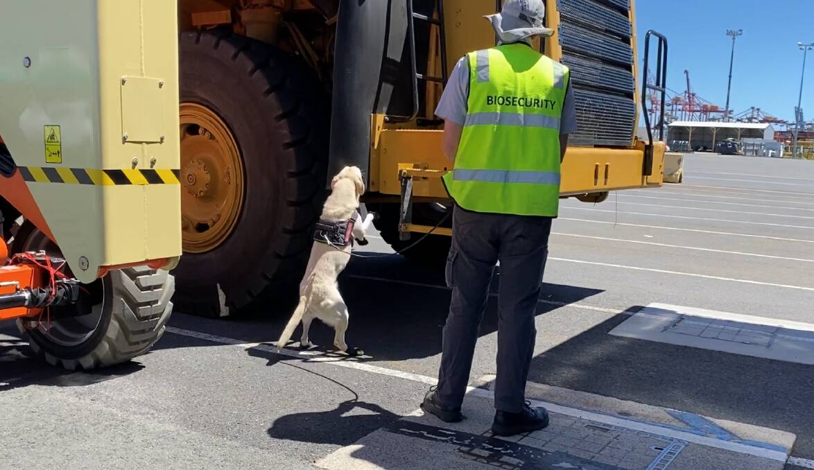 ON THE NOSE: Sniffer dogs sussing out biosecurity pests on a dump truck at the Brisbane Port. 