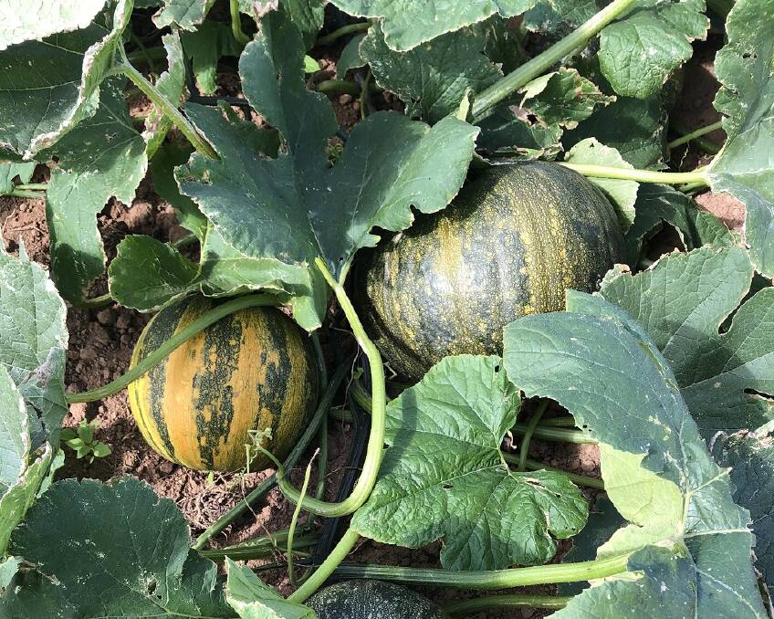 SUITED: The Styrian pumpkin variety happily growing away under north Queensland conditions. 