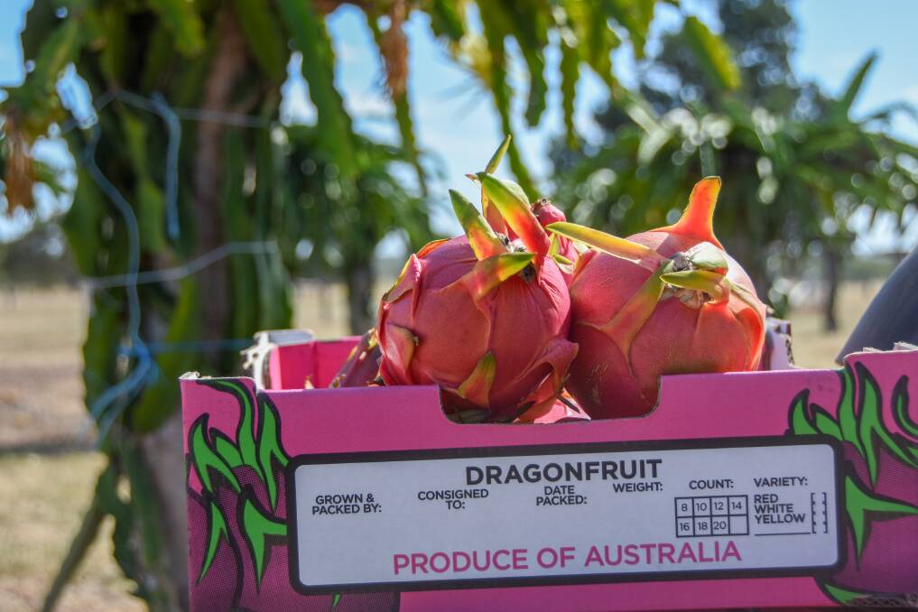 The dragon fruit are picked three quarters ripe to ensure they are perfect after a two day truck trip to Brisbane. 