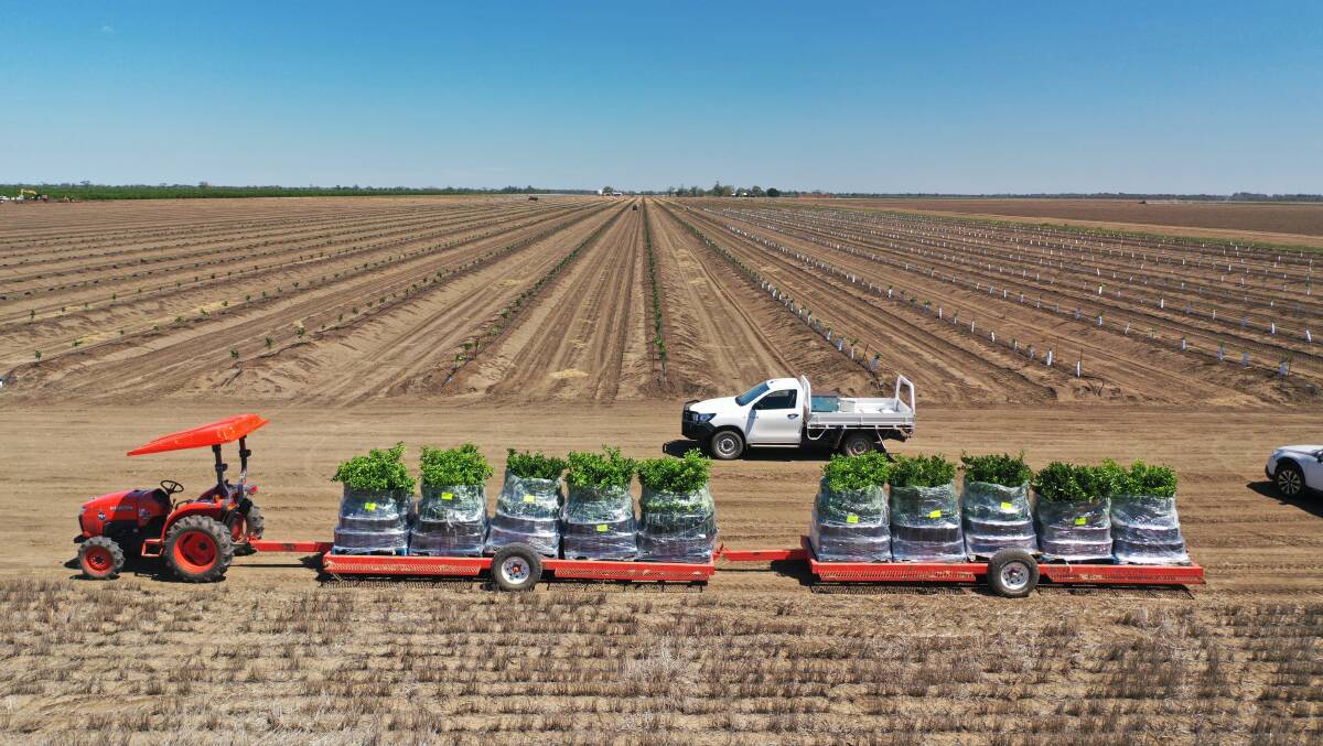 EXTRA: More trees delivered, ready to be put into the paddock. Photo: Rabbit Hop Films