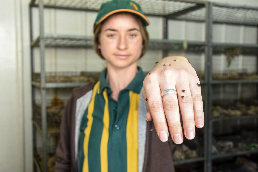 MIGHTY SMALL: Bugs for Bugs staff member Maigen Dowley with some of the mealy bug agents. 