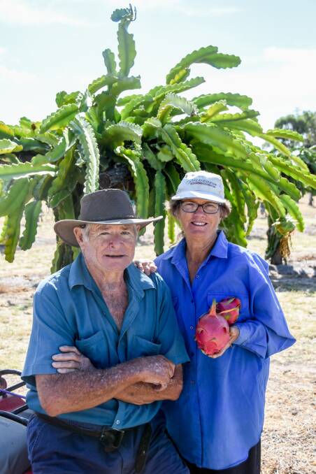 BIG DEMAND: Bill and Jacqui Dehnert, May Park, Chinchilla, began growing dragon fruit as a hobby two years ago but their production has skyrocketed. Photos: Lucy Kinbacher