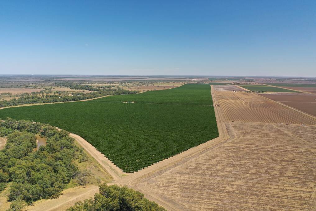 EXPANSION: The family will plant another 50 hectares in October. Photo: Rabbit Hop Films