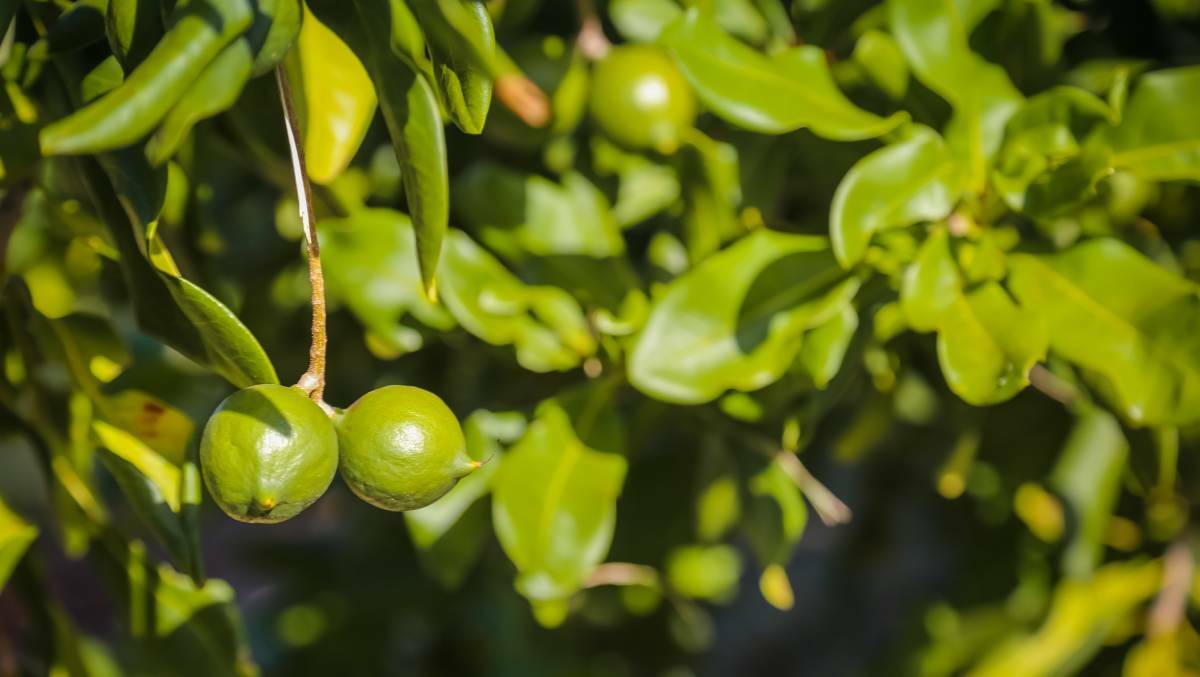 Aussie macadamia crop reaches 46,000t