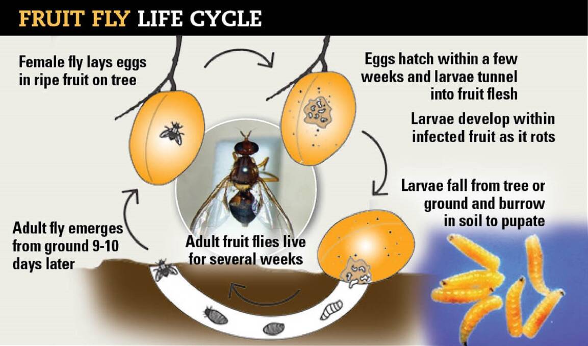 NO FURTHER DETECTIONS: The life cycle of the Queensland fruit fly. Inset pictures: DPIPWE