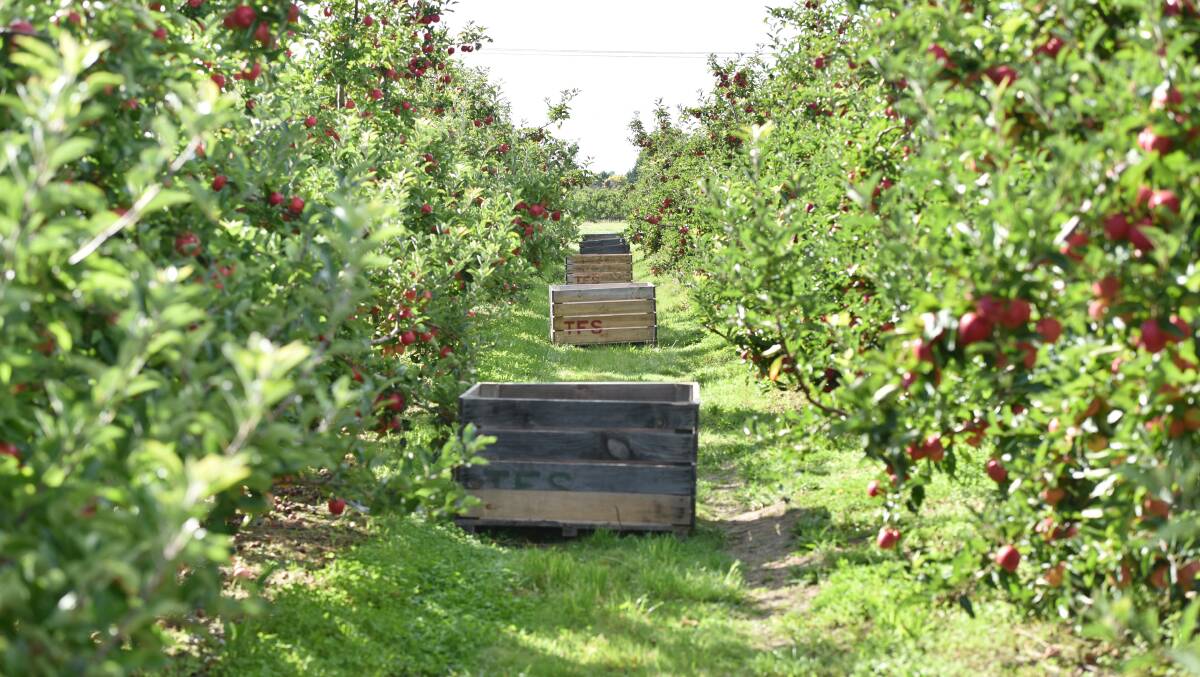 RISKY LANDSCAPES: Commercial orchards use hygiene strategies that help with pest management. Picture: Brodie Weeding