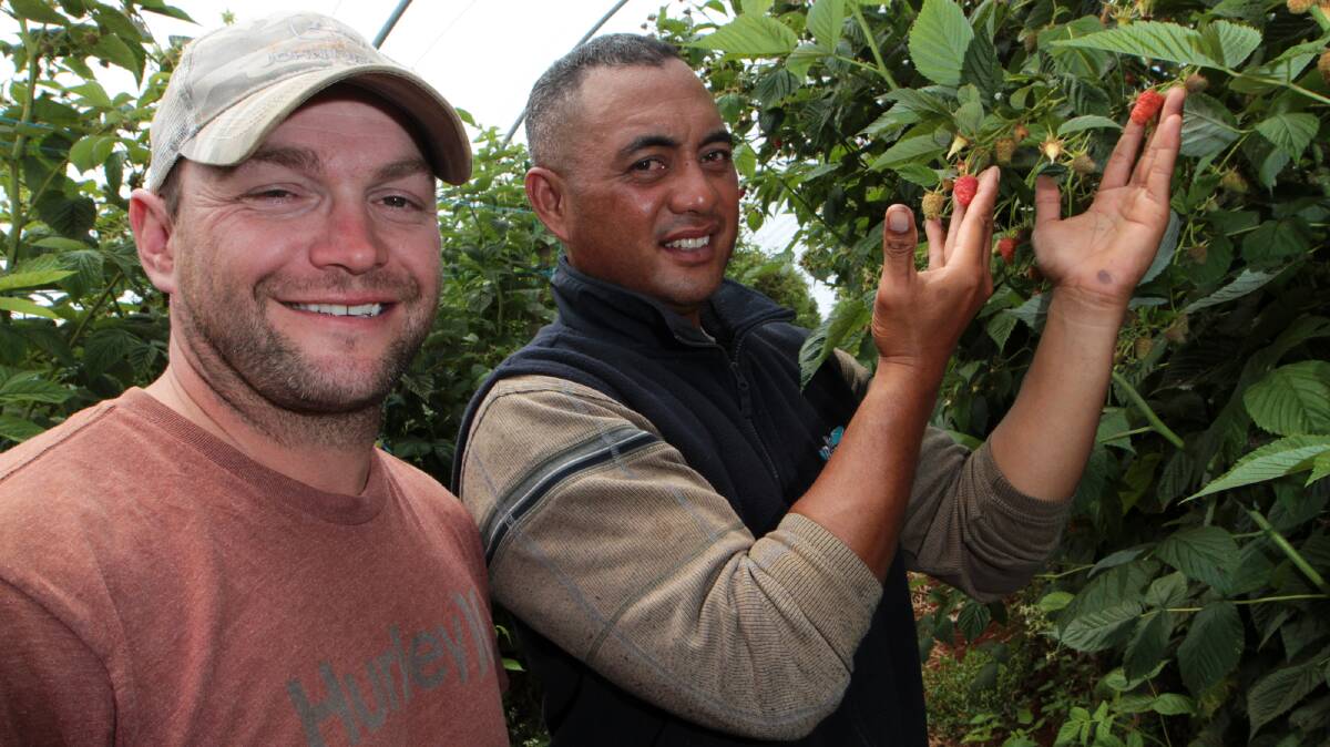 SEASONAL WORKERS ON TOP: Costa foreman Mark Ewington and Tongan employee George Tuipulotu with a previous raspberry crop.