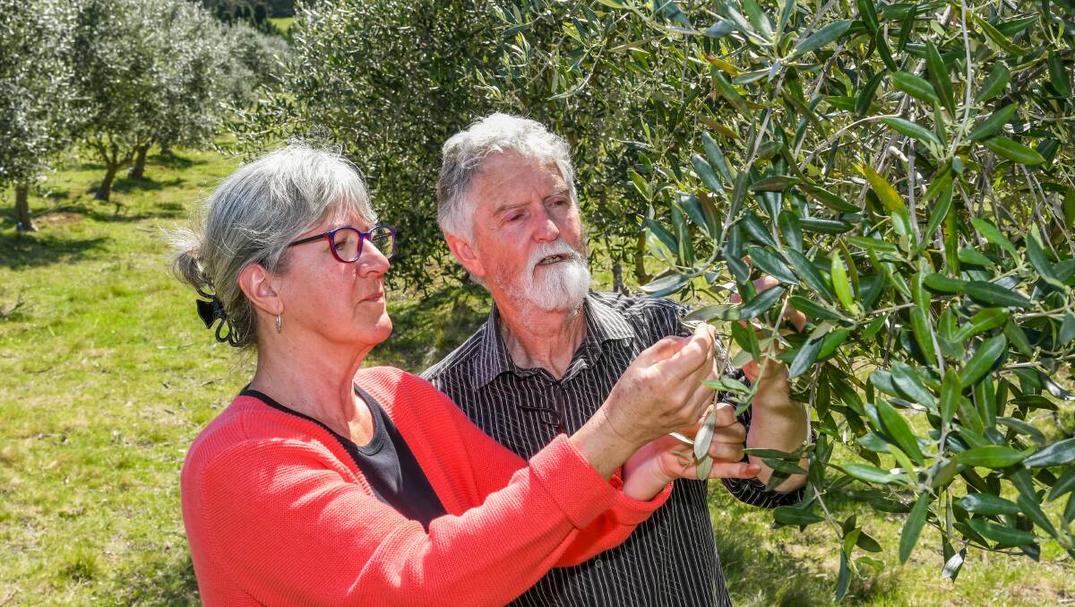 THE GOOD OIL: Allen and Barbara Baird, of The Village Olive Grove, won a gold medal in the Australian International olive awards and a trophy for best olive oil in Tasmania. Picture: Phillip Biggs
