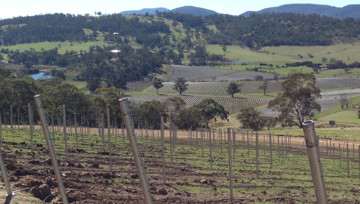 TOP VINEYARD: Jansz Parish Vineyard at Penna in the Coal River Valley. Picture: Supplied