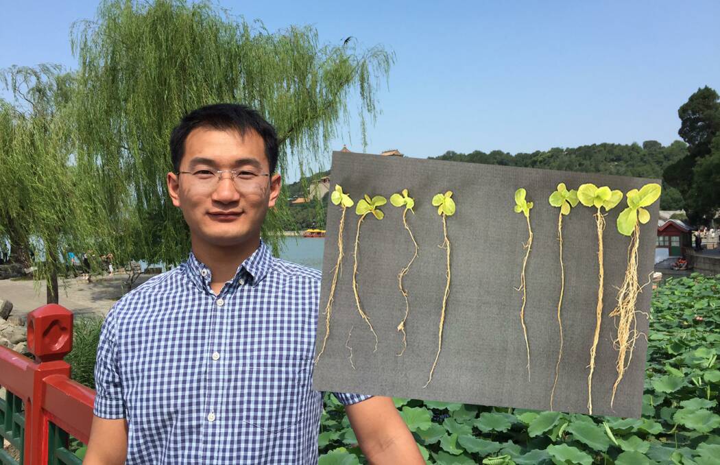 INSIGHT: Western Sydney University's Dr Hongwei Liu said by progressively adding more 1-aminocyclopropane-1-carboxylate (or ACC) to lettuce plants (pictured inset) there was a reduction in the losses caused by salty soils. 