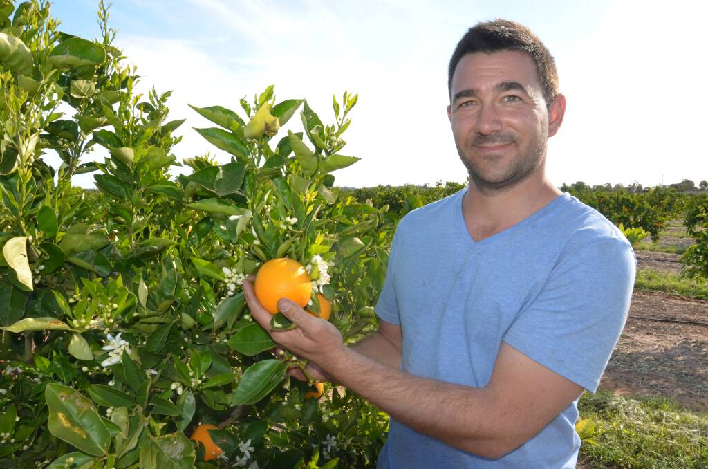 IMPACT: Griffith and District Citrus Growers Association chairman Vito Mancini says the impact of the floor price for labour will be felt most by smaller farmers.