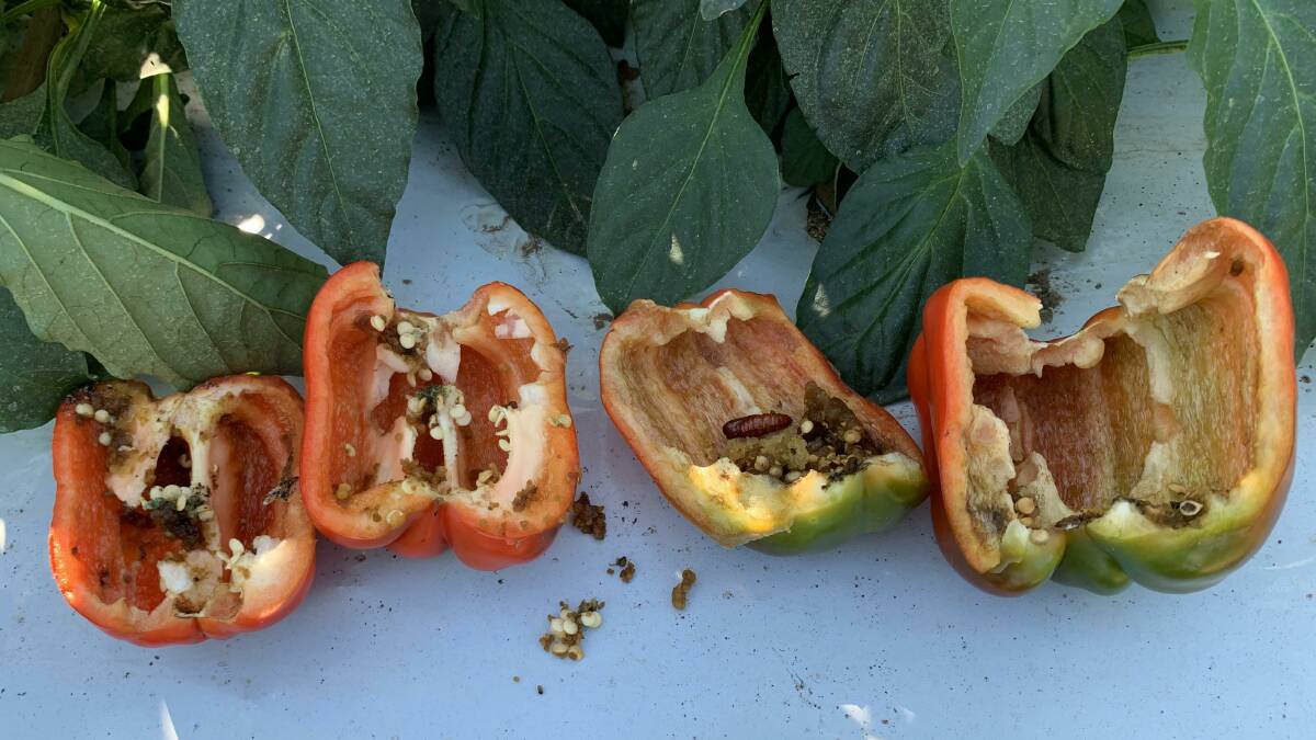 EATEN: Fall armyworm is causing 10 to 30 per cent loss of saleable product for some capsicum growers.