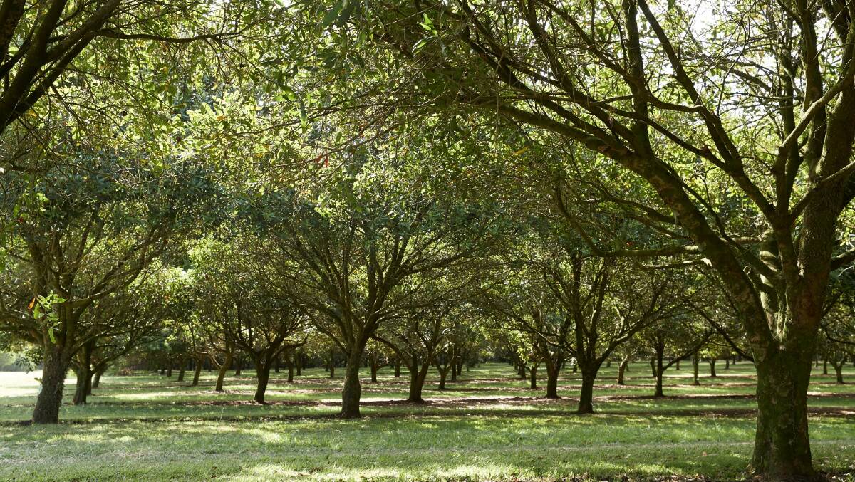 BIG: Marquis' combined Australian and South African operations process 32,000 tonnes a year and sells more than 20pc of the world macadamia kernel, from more than 485 growers.