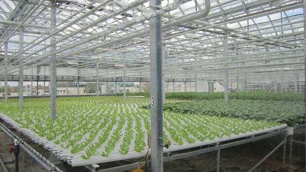 TECHY: The high-tech Lufa Farm horticulture rooftop farm in Montreal, Canada.