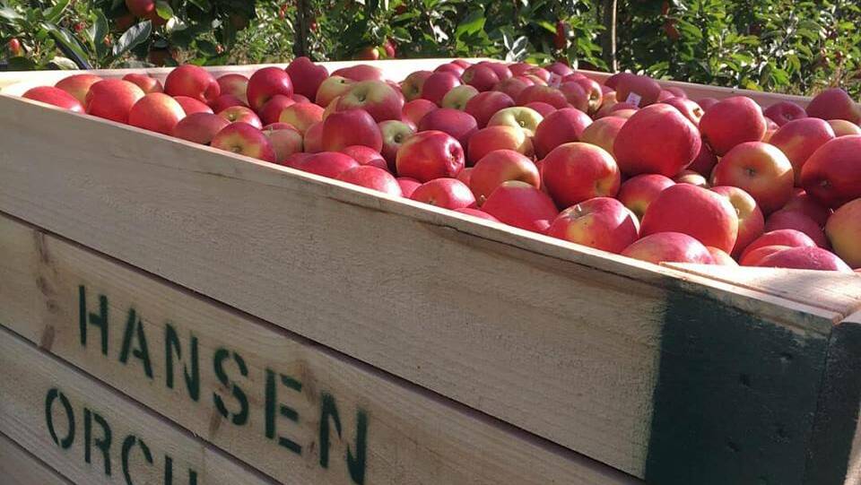 Hansen Orchards set the ambitious target of handing out a free apple to each school student in Tasmania.