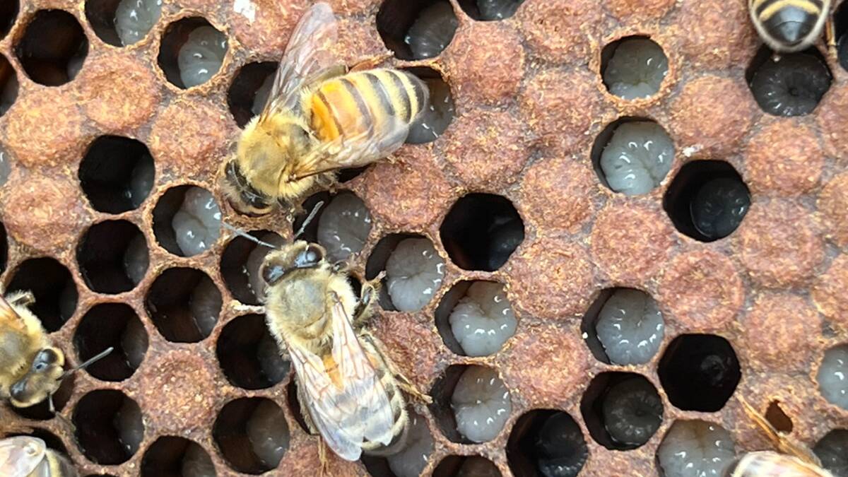The horticulture sector is being equipped innovative methods to detect and control Varroa mite. Picture supplied