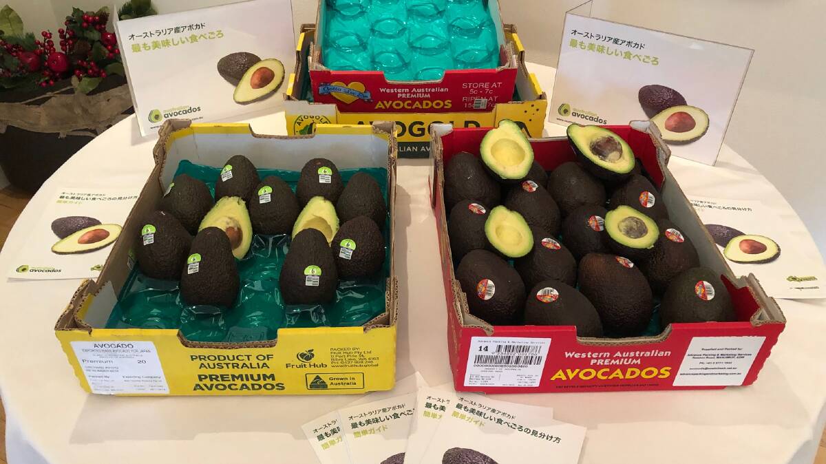 NEW MARKET: Australian avocados are the latest premium fresh fruit product to be exported to Japan.