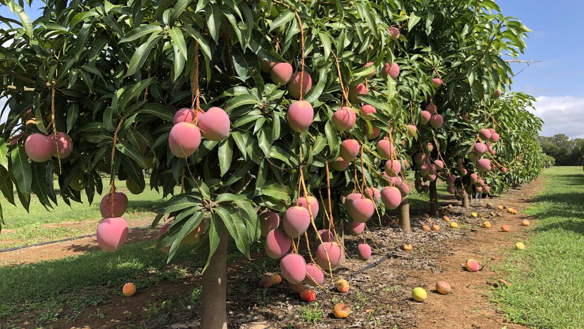 BUMPER: High density mango plantings are producing a staggering 3.5 times more than existing low-density plantings.