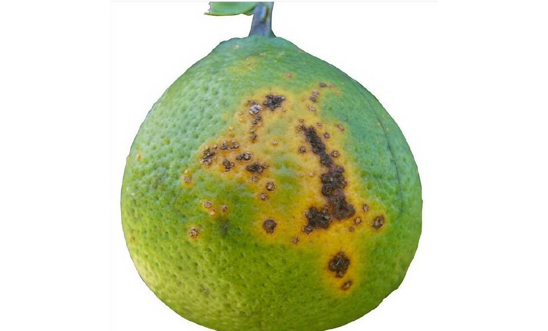BIOSECURITY ALERT: Citrus canker has not been detected in Australia since it was eradicated from Queensland in 2009.
