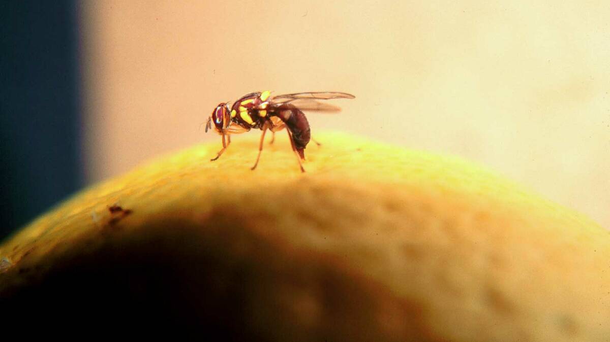 A national path towards a more coordinated and sustainable approach to fruit fly management has been released.