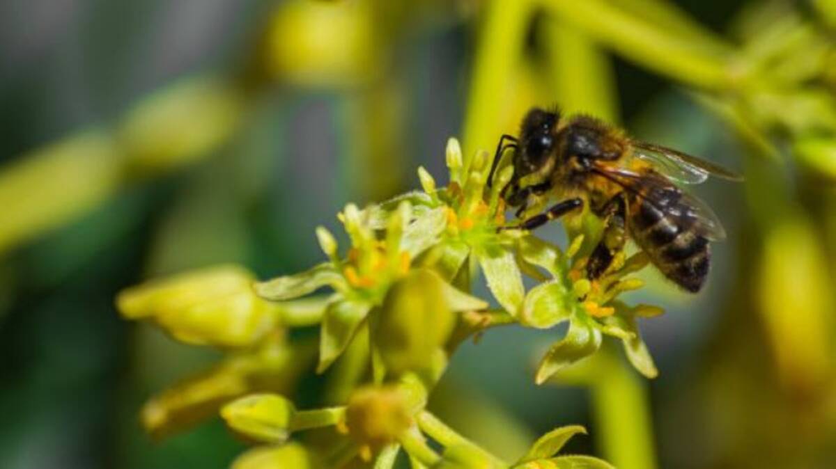 Bees can help prove Australia's valuable avocado crop is free of a pathogen that could be a barrier to exports. Picture supplied 