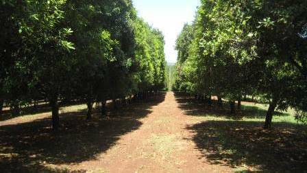 RESEARCH: Some 300 macadamia varieties are being sequenced to help deliver more productive and more profitable nut trees.