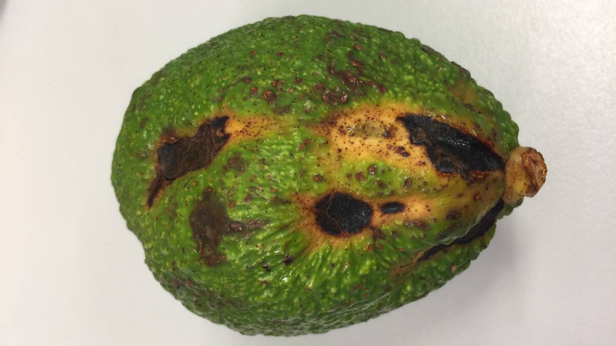 There has been an active control plan for avocado sunblotch since the 1980s. Picture supplied 