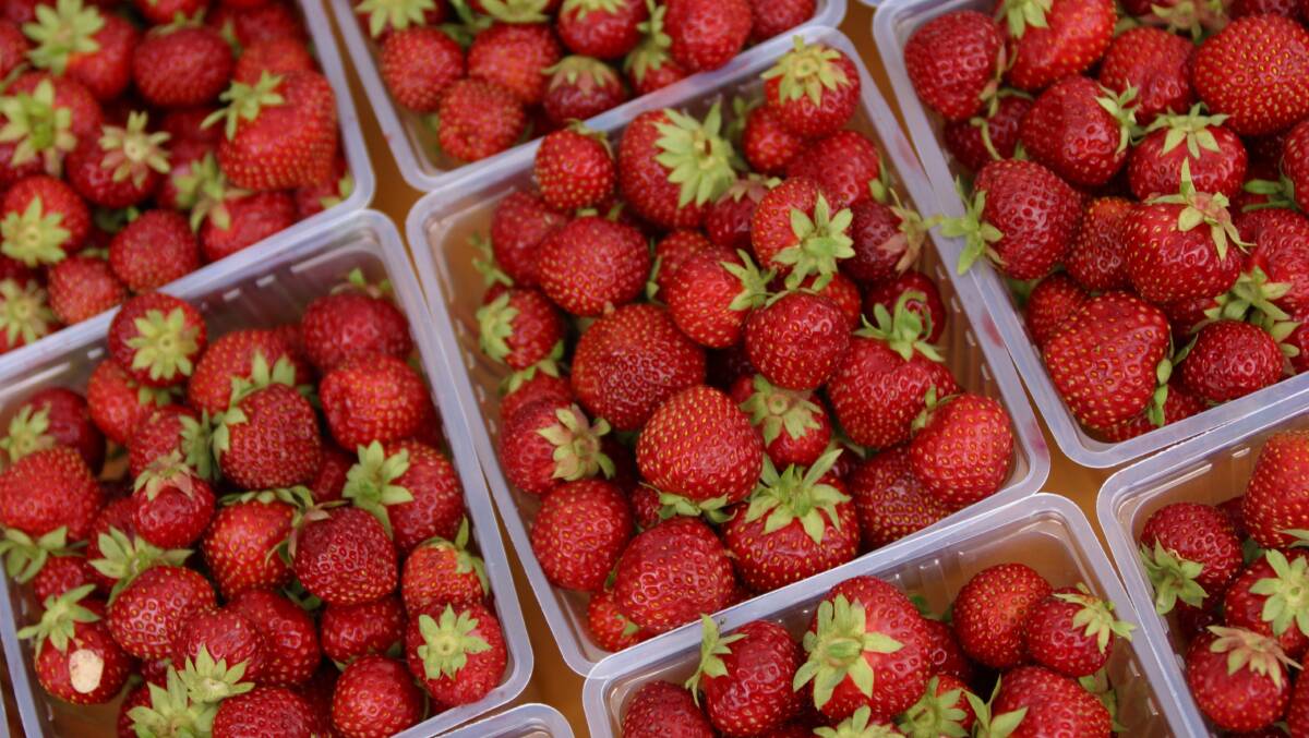 CONTAMINATION CRISIS: Strawberry growers have come out in force to say a special thank you to Australia for supporting the industry.