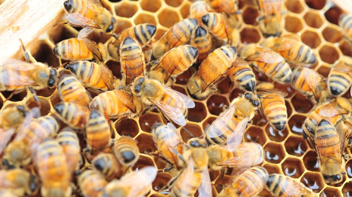 Beekeepers are being urged to adopt a biosecurity code of practice.