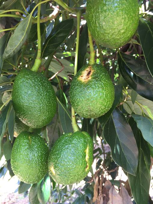 Avocado sunblotch can savagely impact a crop. Picture supplied