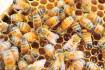 New breeding manual delivers better bees