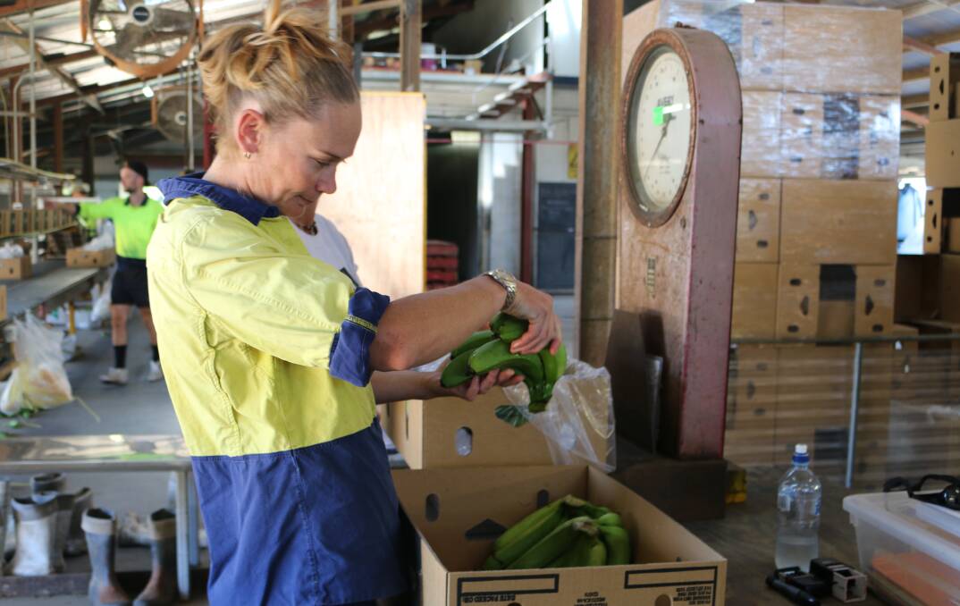 ON THE JOB: Biosecurity officer Jess Portch inspecting bananas.