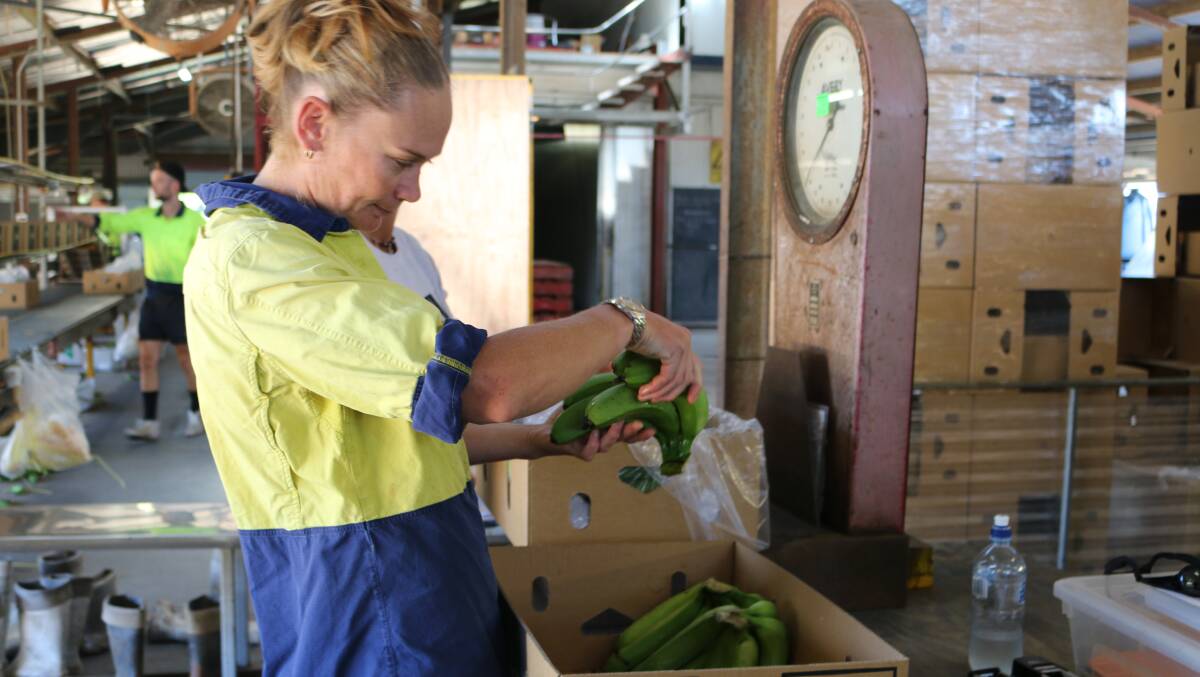 Biosecurity officer Jess Portch inspecting bananas.