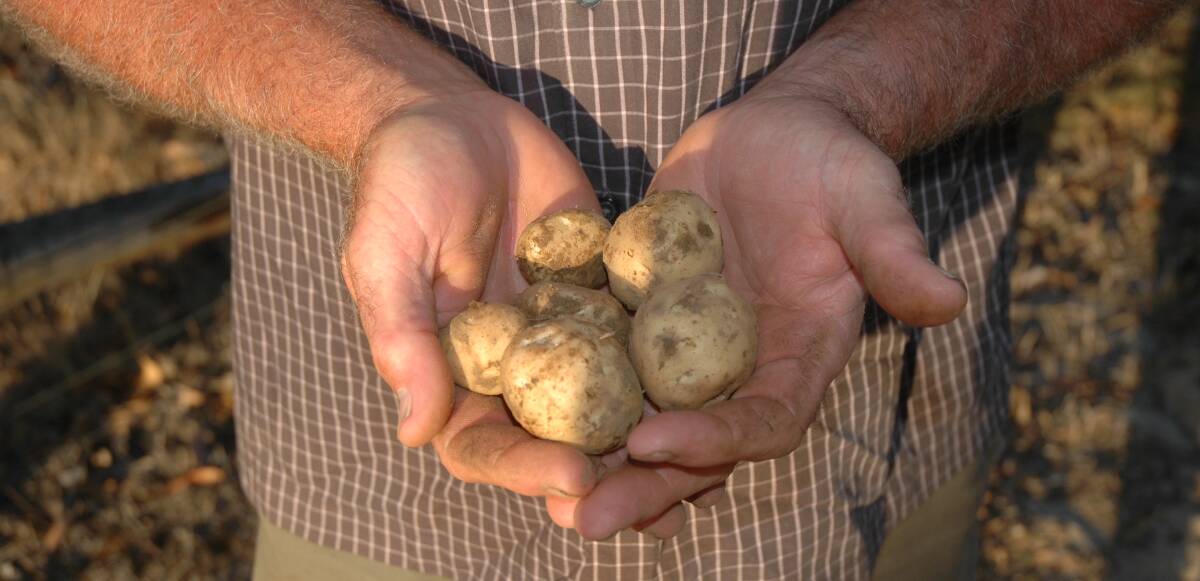 First class fertiliser plans for potatoes