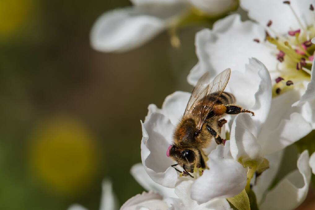 NEEDED: The almond industry is heavily reliant on bees for natural pollination. 